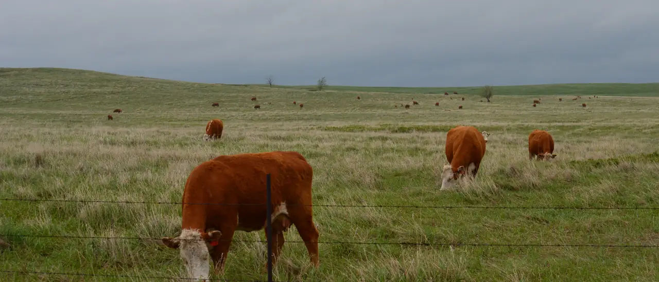 Campo abierto de la pampa bonaerense con vacas pastando junto al alambrado, bajo un cielo nublado