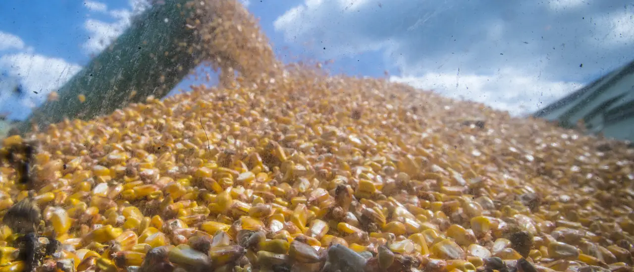 Chorro de maíz cayendo desde un caracol verde sobre una gran montaña de grano, contra un cielo con nubes