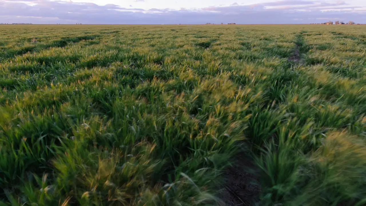 Trigo verde en pie ondulando al viento, visto casi a ras del suelo, con el horizonte alto bajo un cielo nublado al atardecer